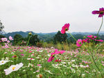 宜宾彩山格桑花