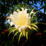 火龙果花朵