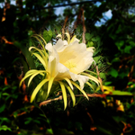 火龙果花