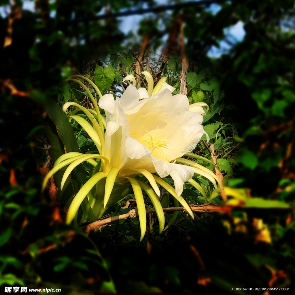 火龙果花