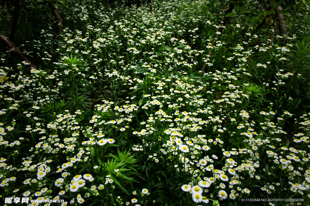 花海背景小菊花平铺自然景观设计