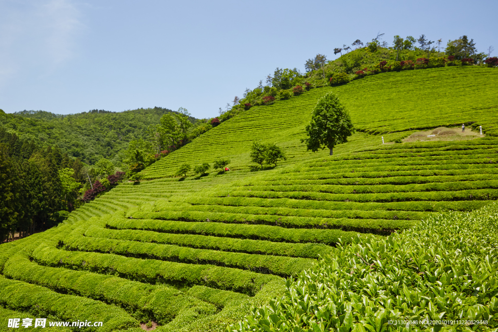 绿色茶自然景观