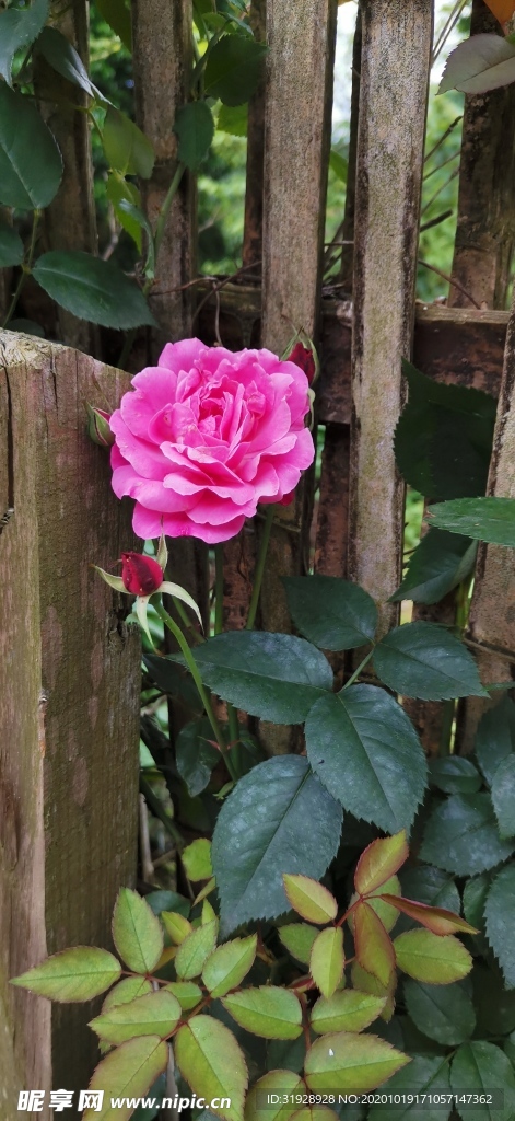 篱笆玫瑰花 一朵玫瑰花摄影