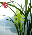 植物背景