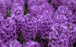 丁香花