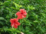 朱槿花