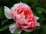 山茶花
