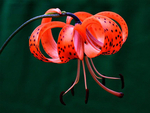 百合花
