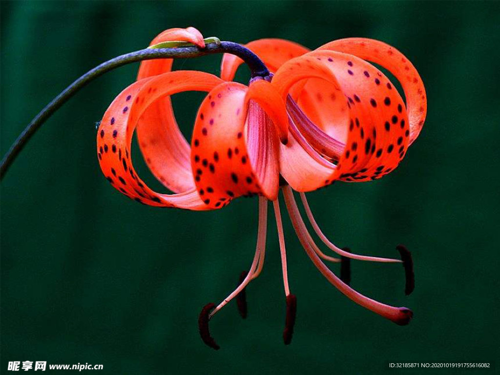 百合花