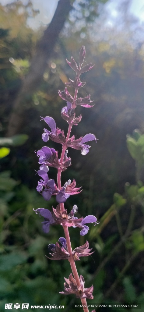 花