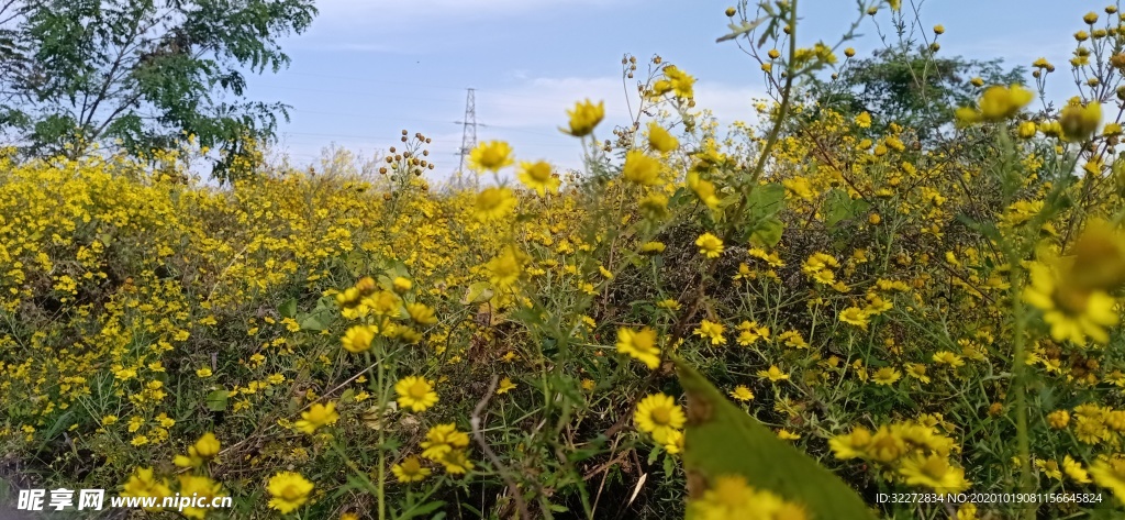 野菊