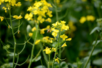 油菜花蜜蜂