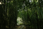 竹林公园