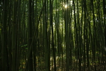 竹林