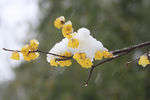 雪中梅花