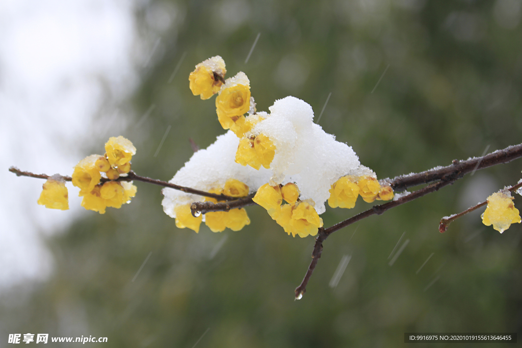 雪中梅花