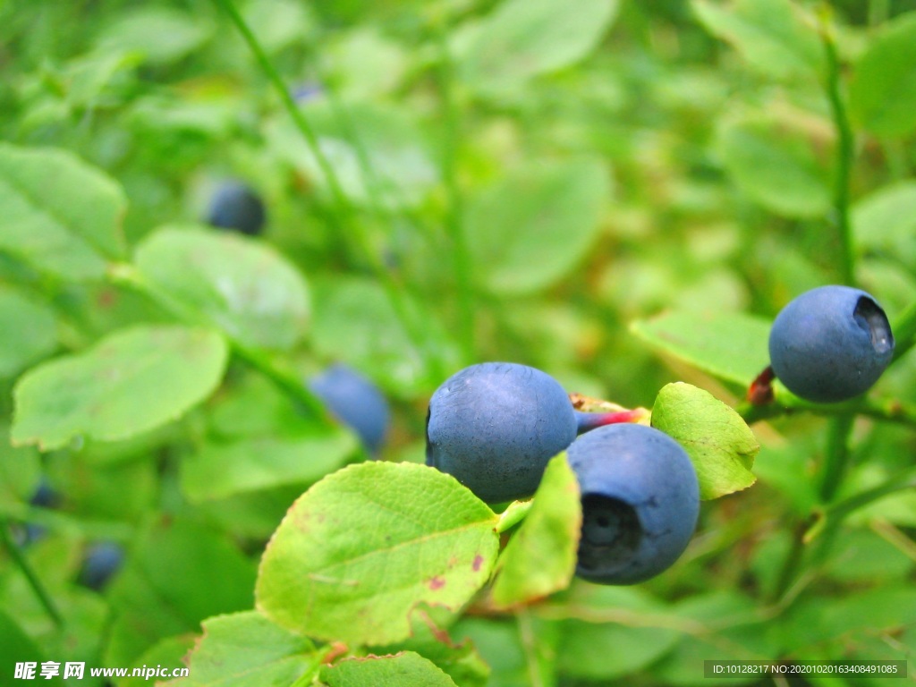 蓝莓树图片素材-编号39398786-图行天下