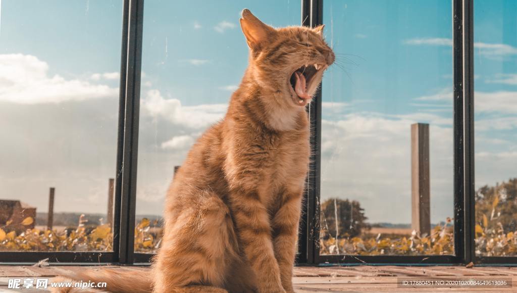 猫