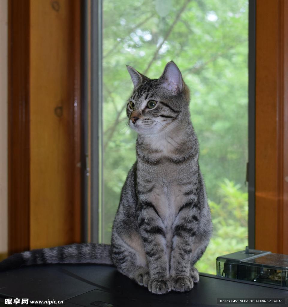 猫