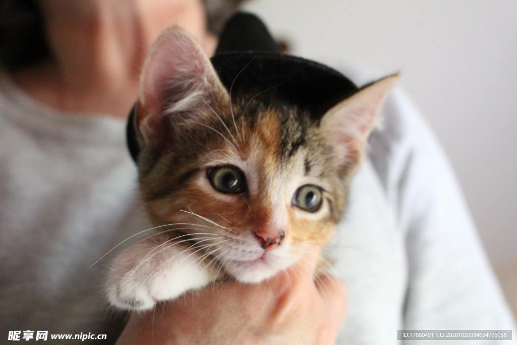 猫