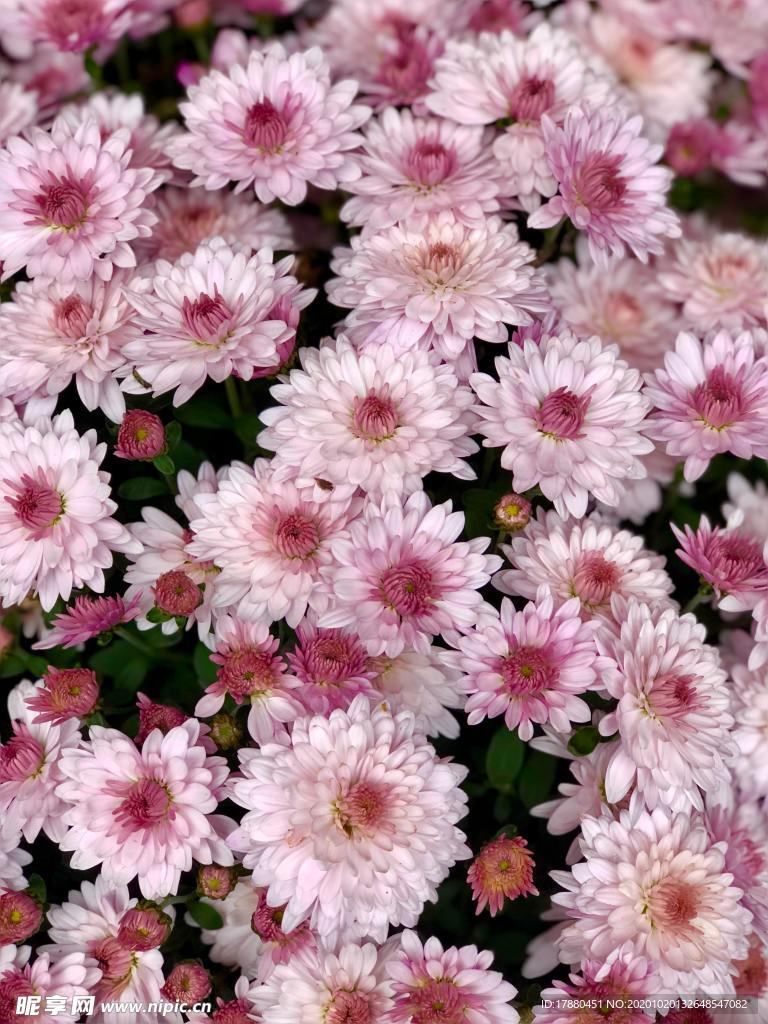 花卉