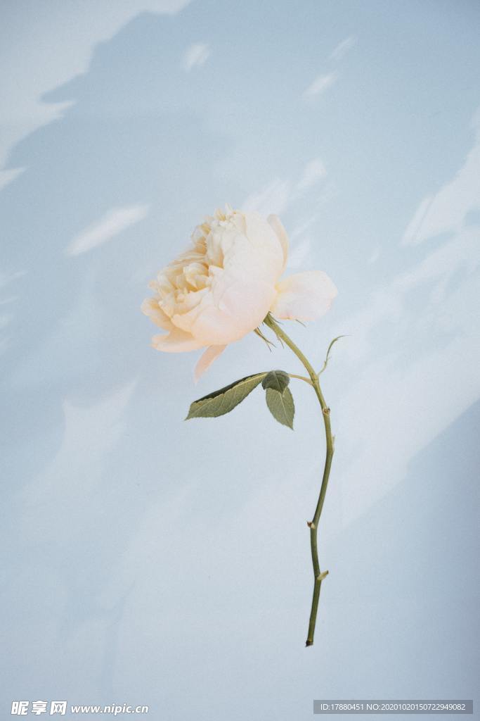 花卉