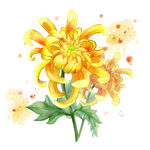 菊花