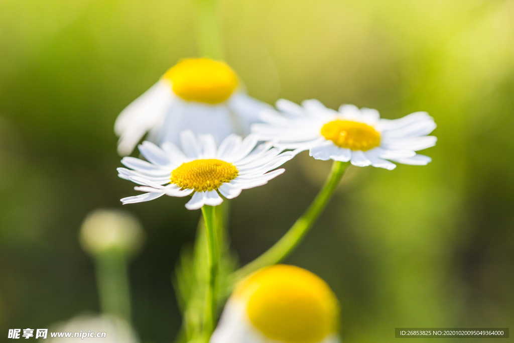 雏菊