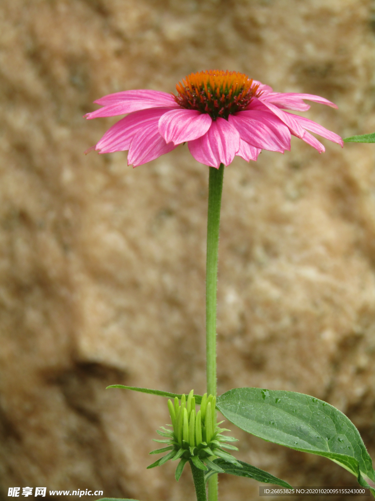 松果菊