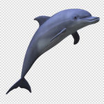 海豚