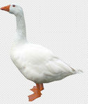 鹅