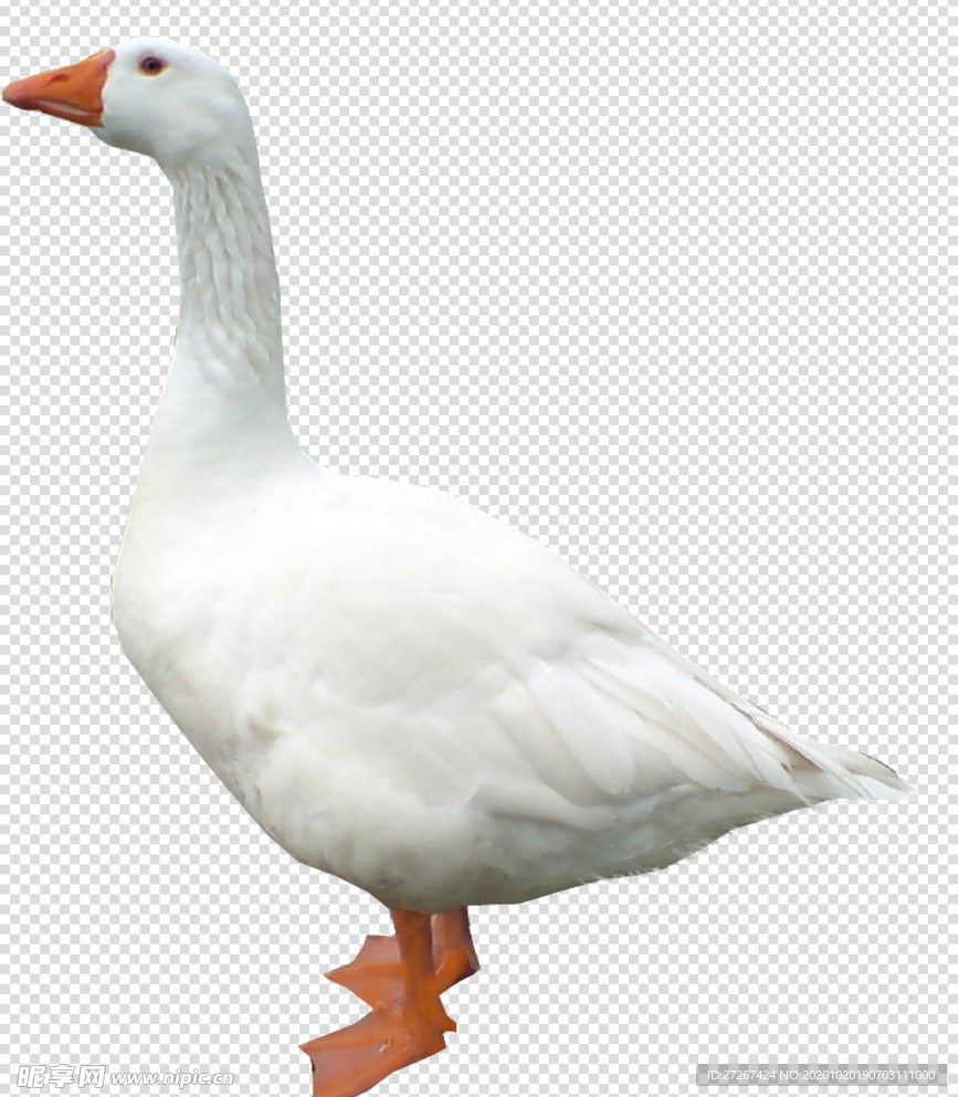 鹅