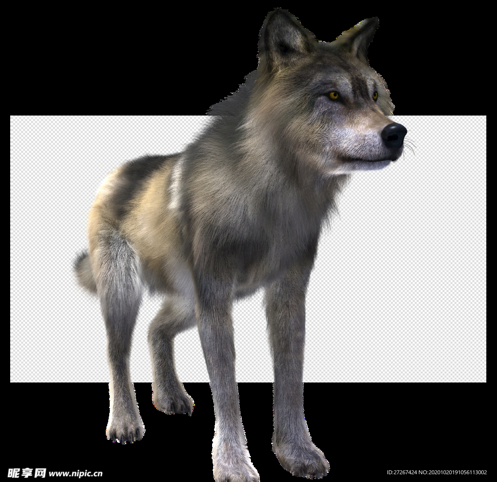 狼