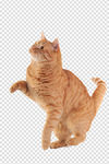 小猫
