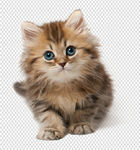 小猫 猫  小老虎 可爱猫咪
