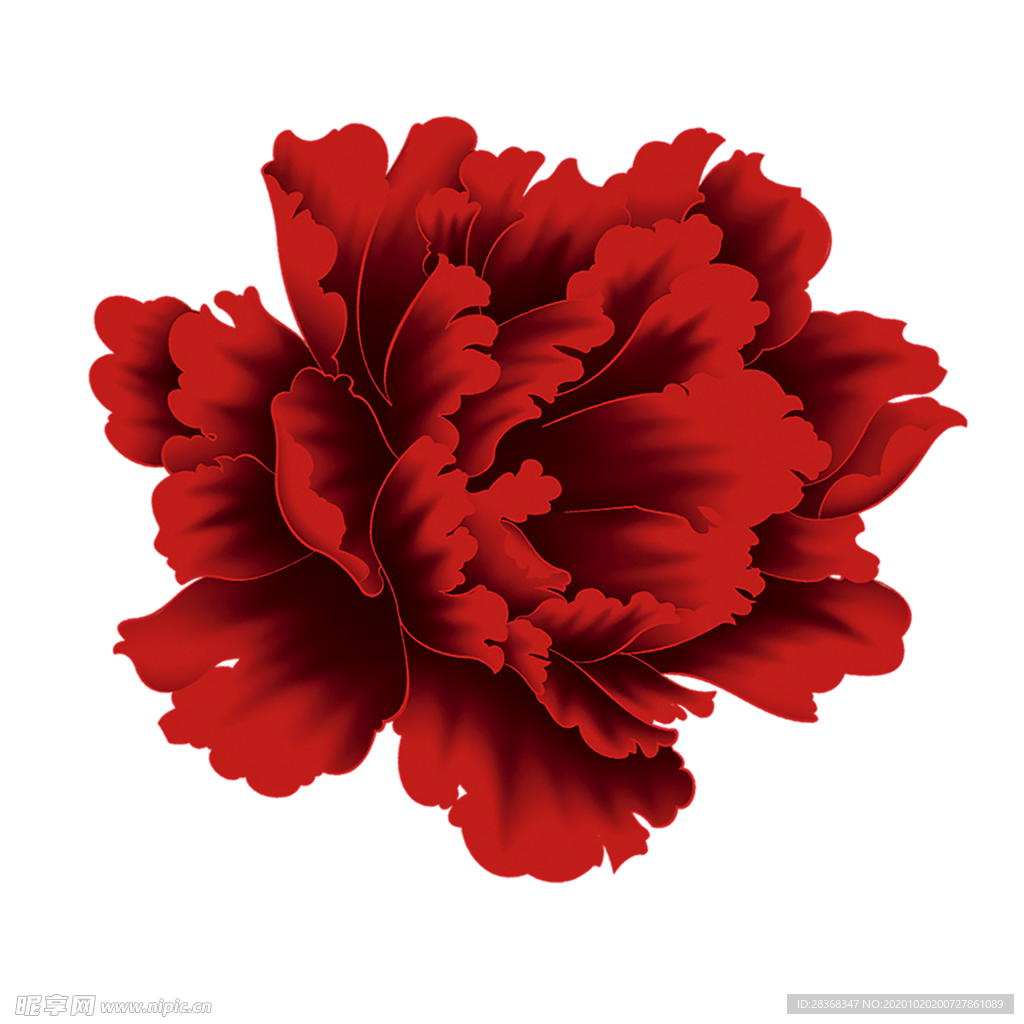 牡丹花
