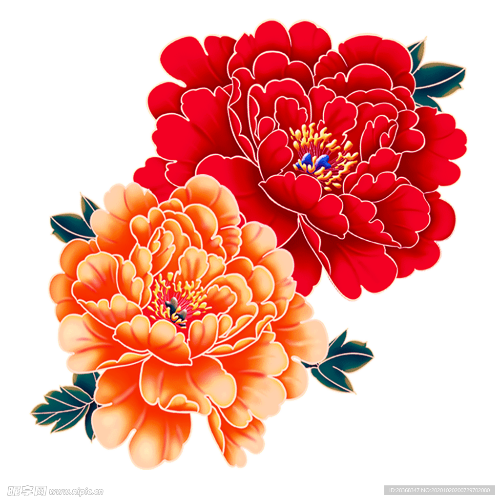 牡丹花