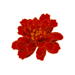 牡丹花