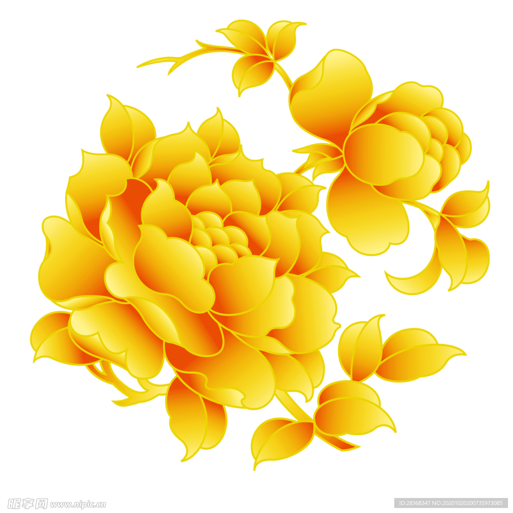 牡丹花