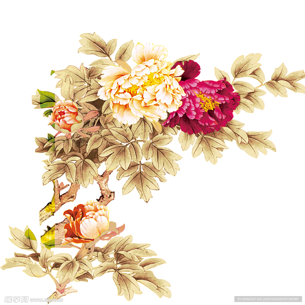 牡丹花