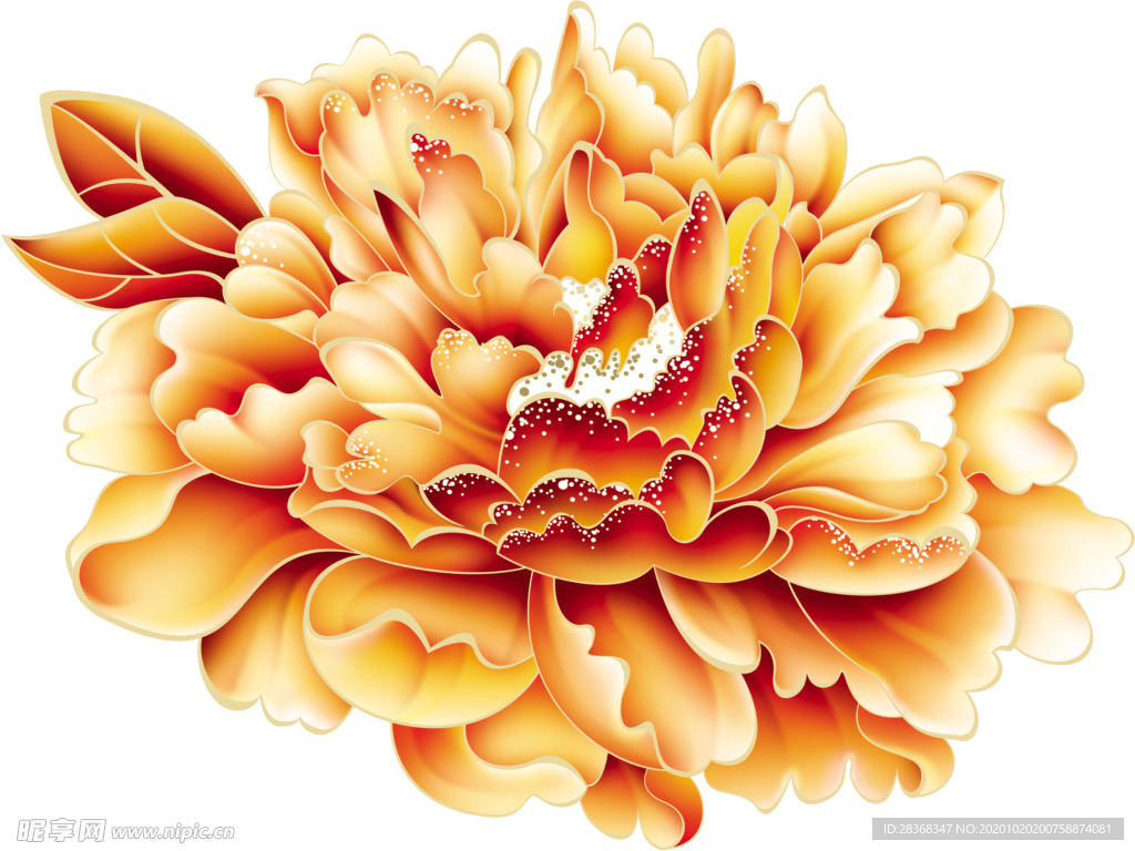 牡丹花