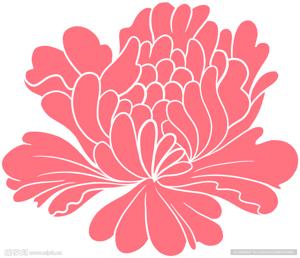 牡丹花