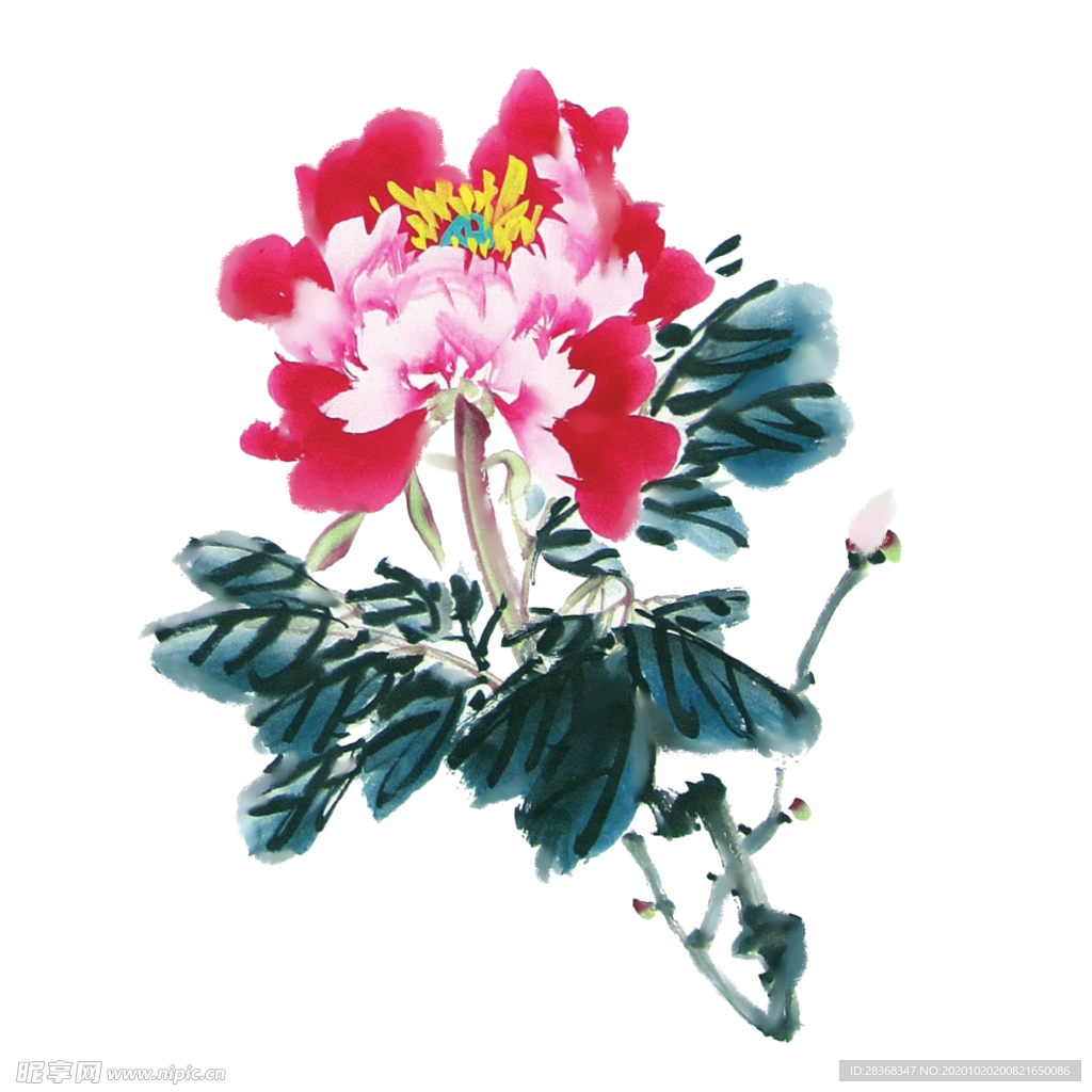 牡丹花