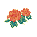 牡丹花