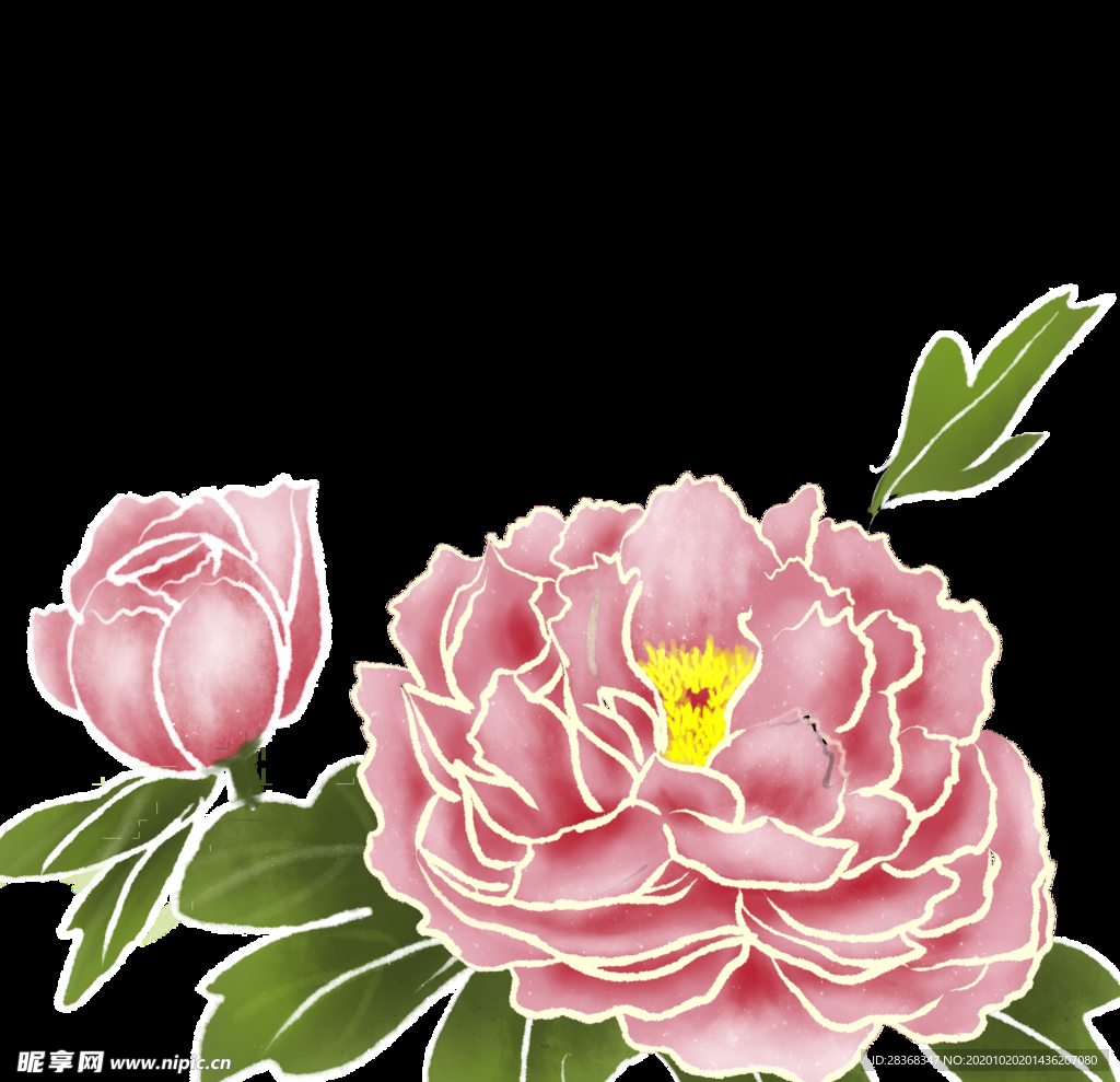 牡丹花