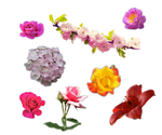 分层鲜花