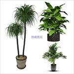 盆栽植物