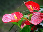 花烛