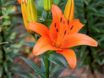 百合花