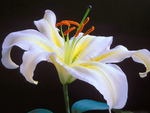 百合花